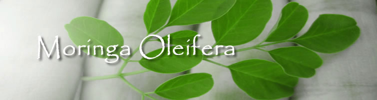moringa oleifera
